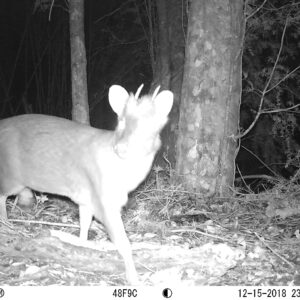 procesamiento de datos fotomonitoreo