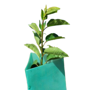 protector reforestación