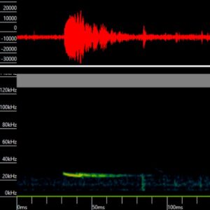 procesamiento de datos de quirópteros